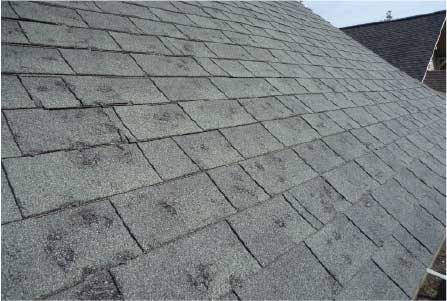 Hail damaged asphalt shingles showing granule loss and bruising